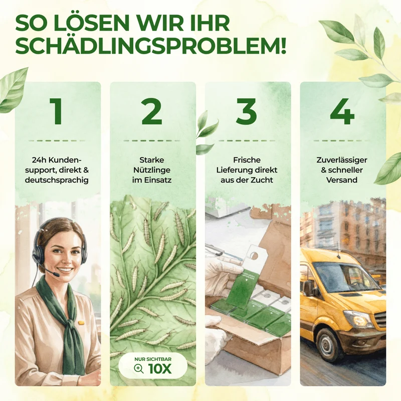 Florfliegeneier gegen Blattläuse, Wollläuse