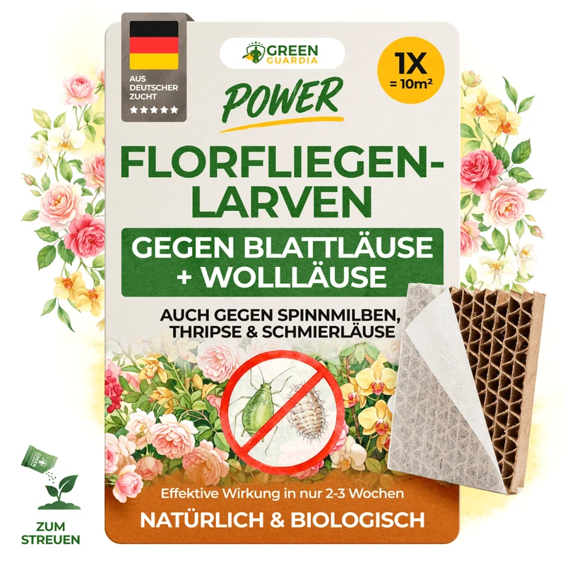 Larves de chrysopes contre les pucerons et les cochenilles