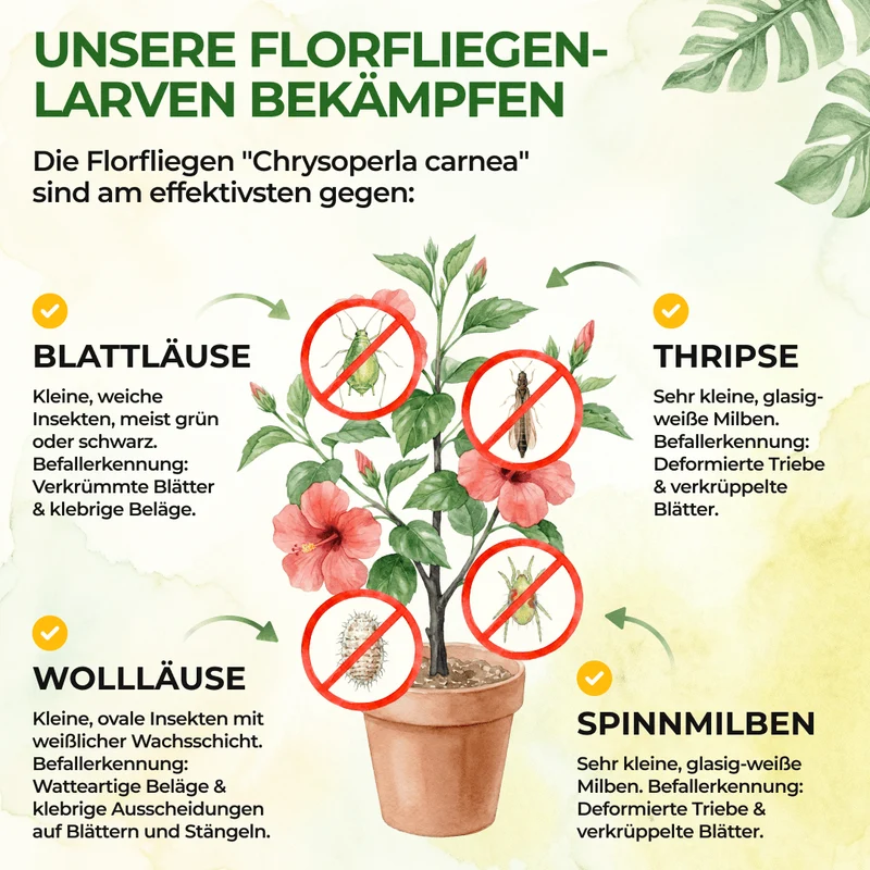 Larves de chrysopes contre les pucerons et les cochenilles
