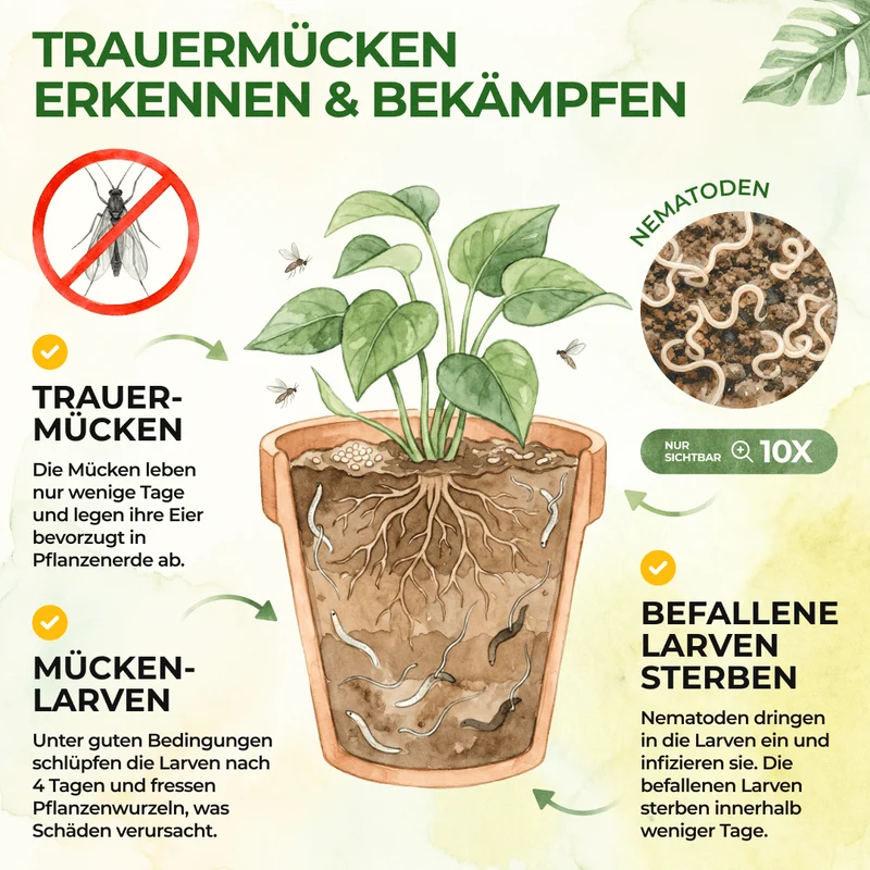 SF-nematoden tegen rouwmuggen, fruitmotten en mieren