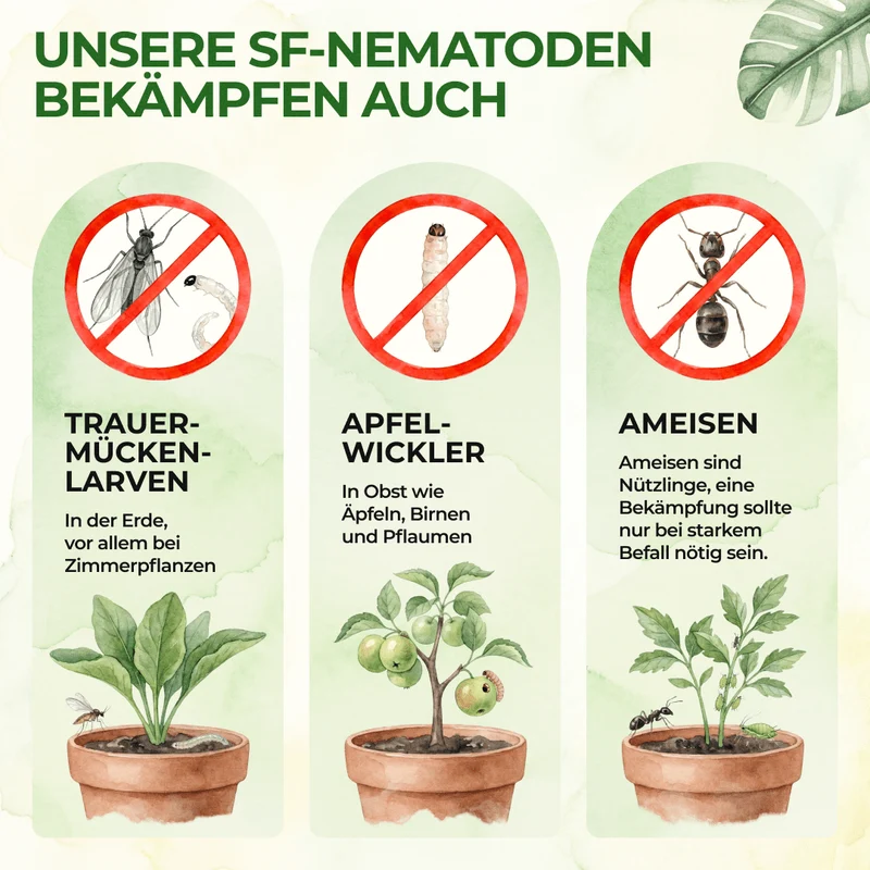 SF-nematoden tegen rouwmuggen, fruitmotten en mieren