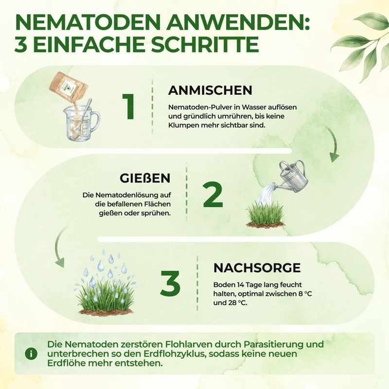 SF-Nematoden gegen Erdflöhe
