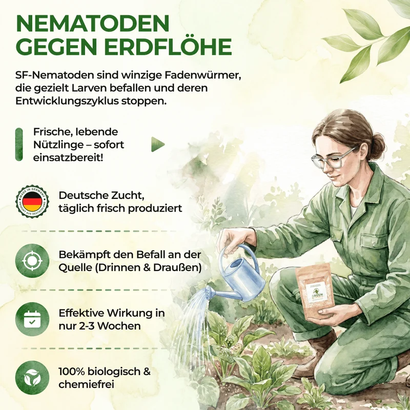 SF-Nematoden gegen Erdflöhe