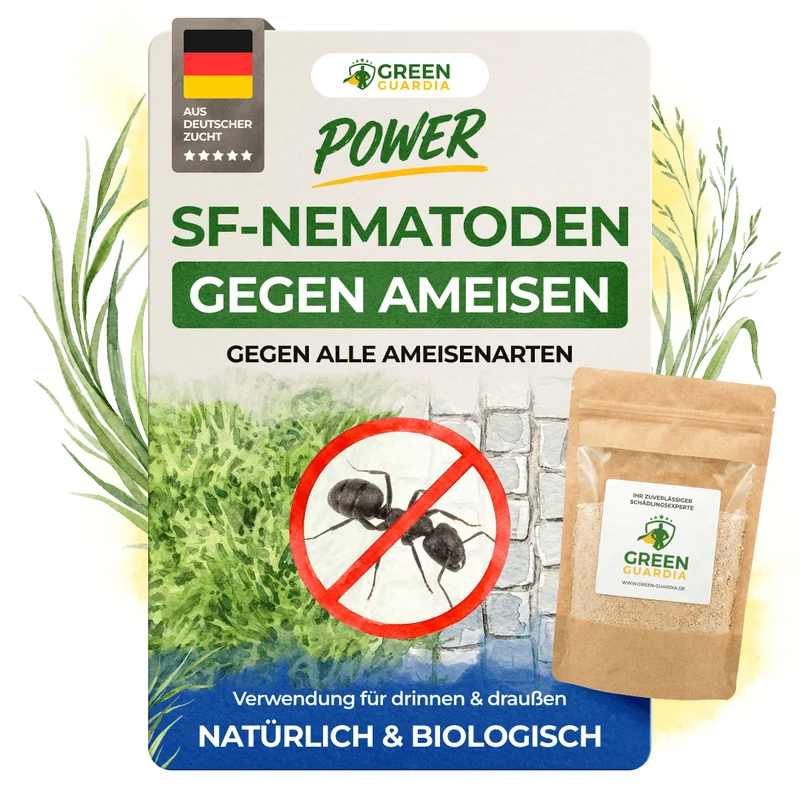 Nématodes SF contre les fourmis