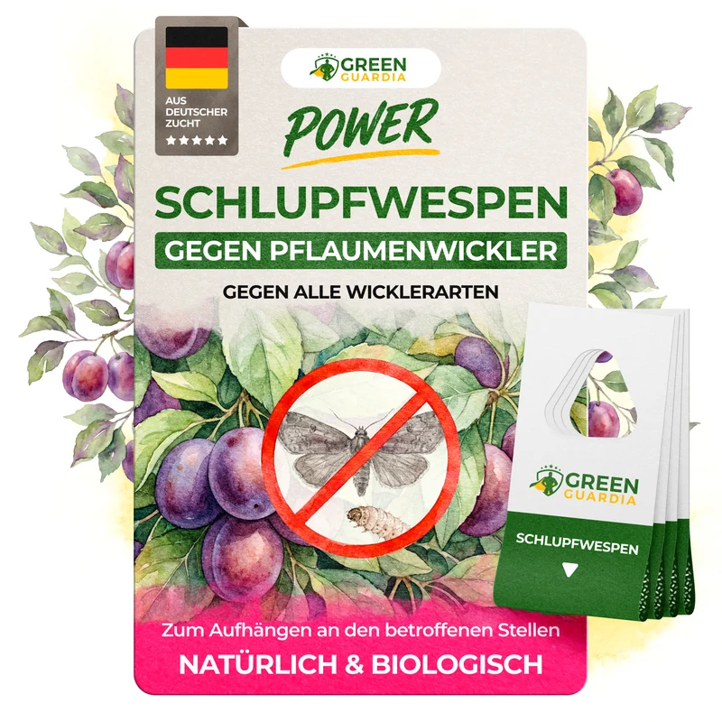 Schlupfwespen gegen Pflaumenwickler