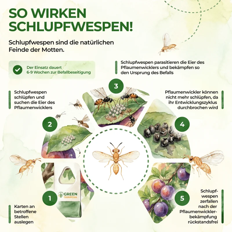 Schlupfwespen gegen Pflaumenwickler