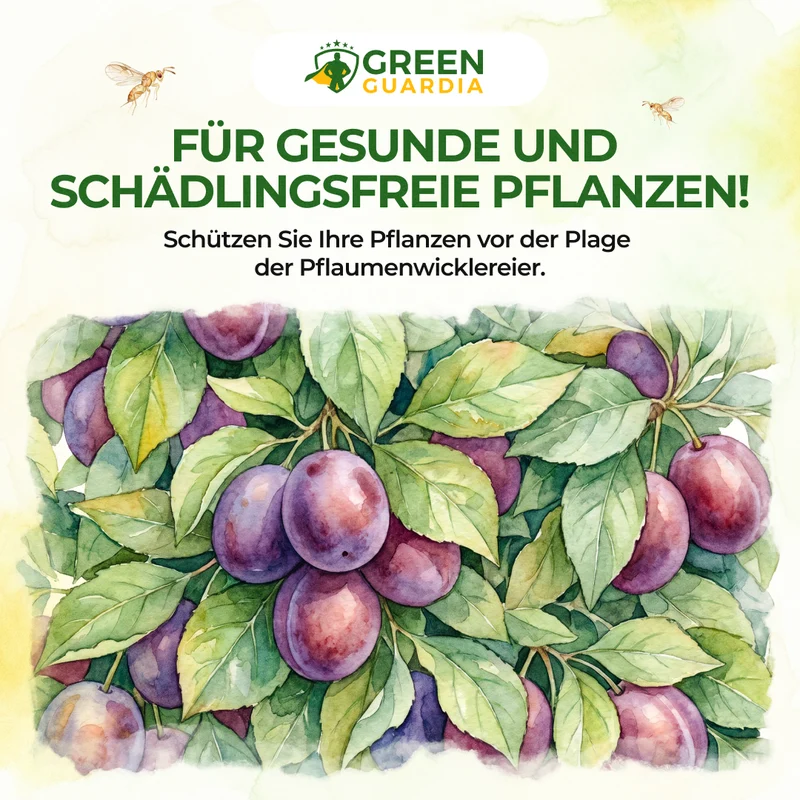 Schlupfwespen gegen Pflaumenwickler