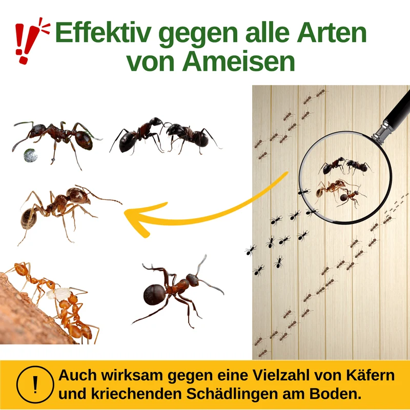 Piège à fourmis