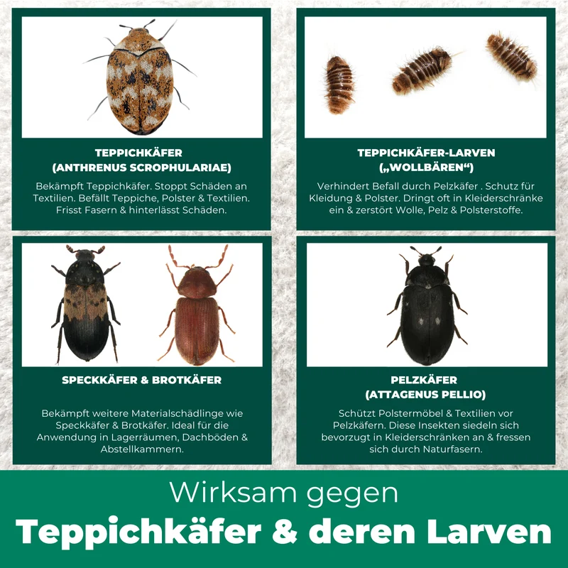 Teppichkäfer Spray - Teppichkäfer vertreiben & loswerden