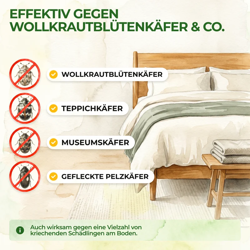 Wollkrautblütenkäfer Falle