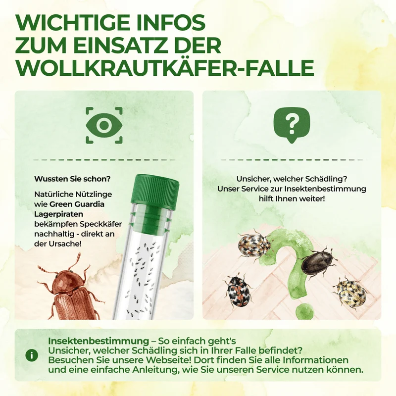 Wollkrautblütenkäfer Falle