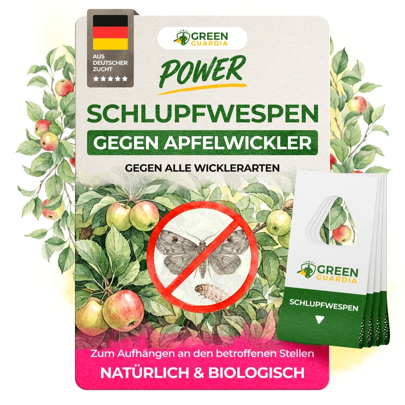Schlupfwespen gegen Apfelwickler