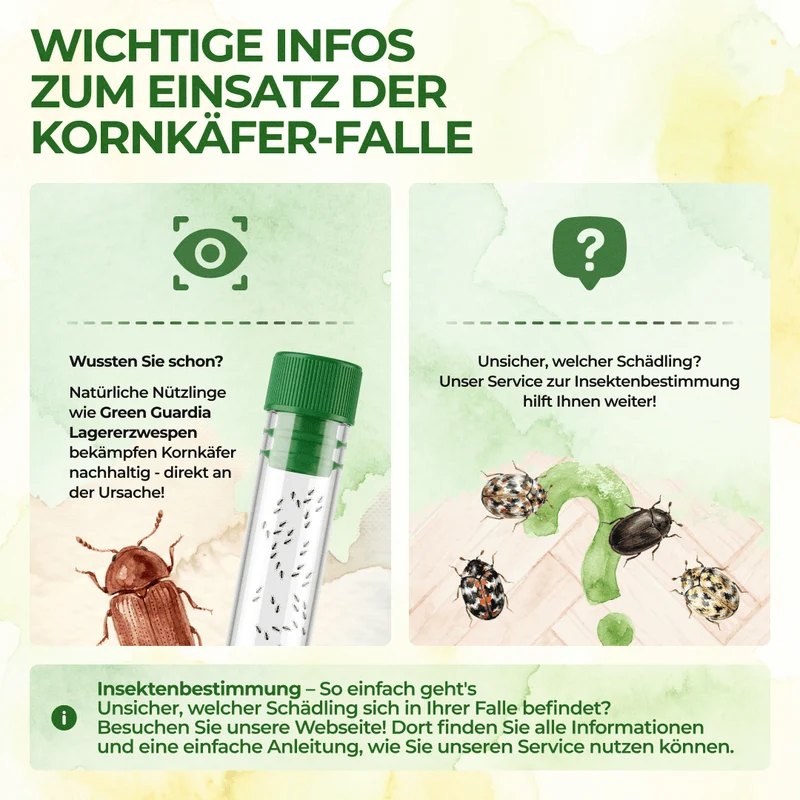Kornkäfer Falle
