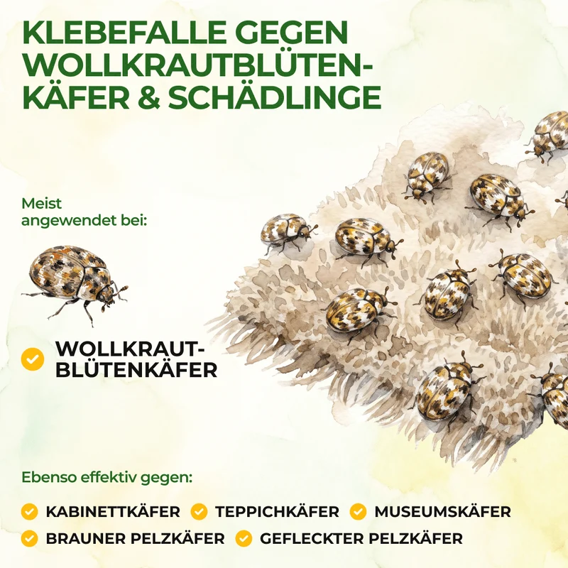 Wollige bladluiskeverval met speciaal lokmiddel
