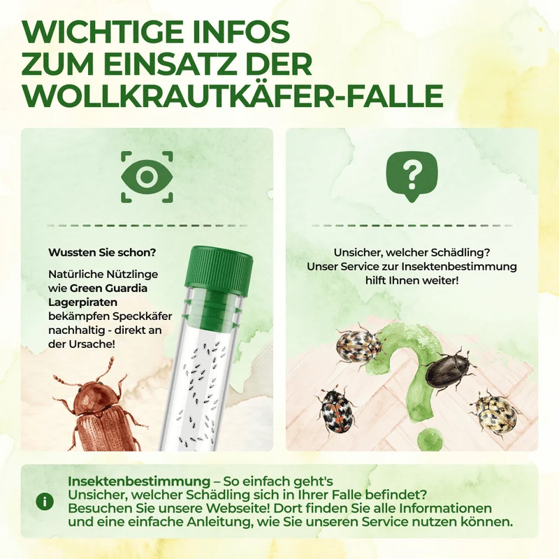 Wollige bladluiskeverval met speciaal lokmiddel