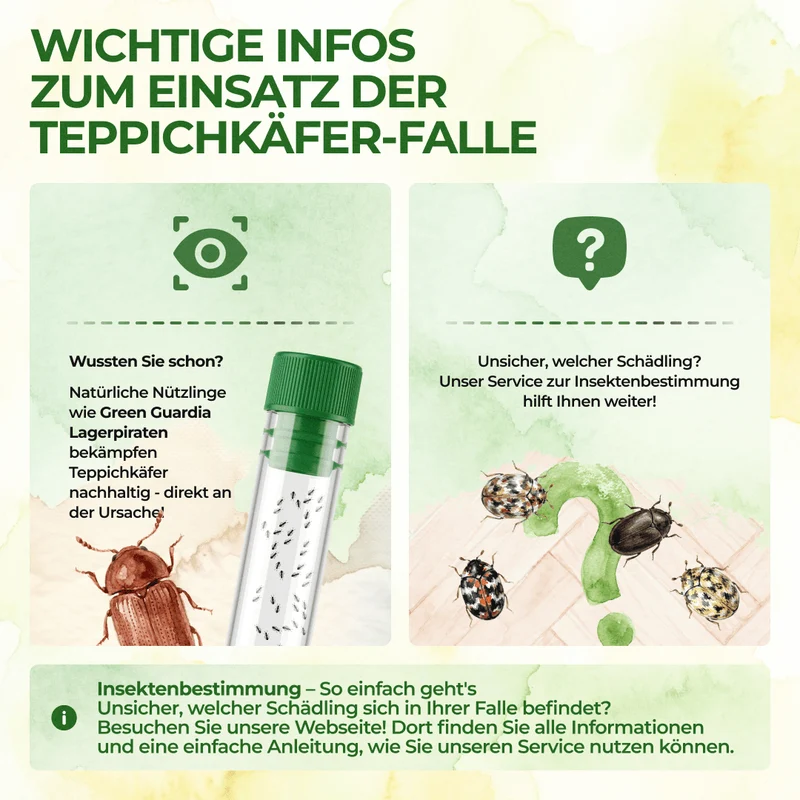 Teppichkäfer Falle