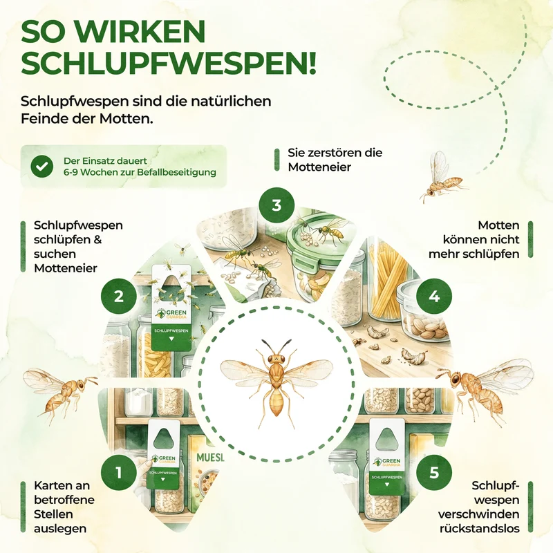 Schlupfwespen gegen Lebensmittelmotten