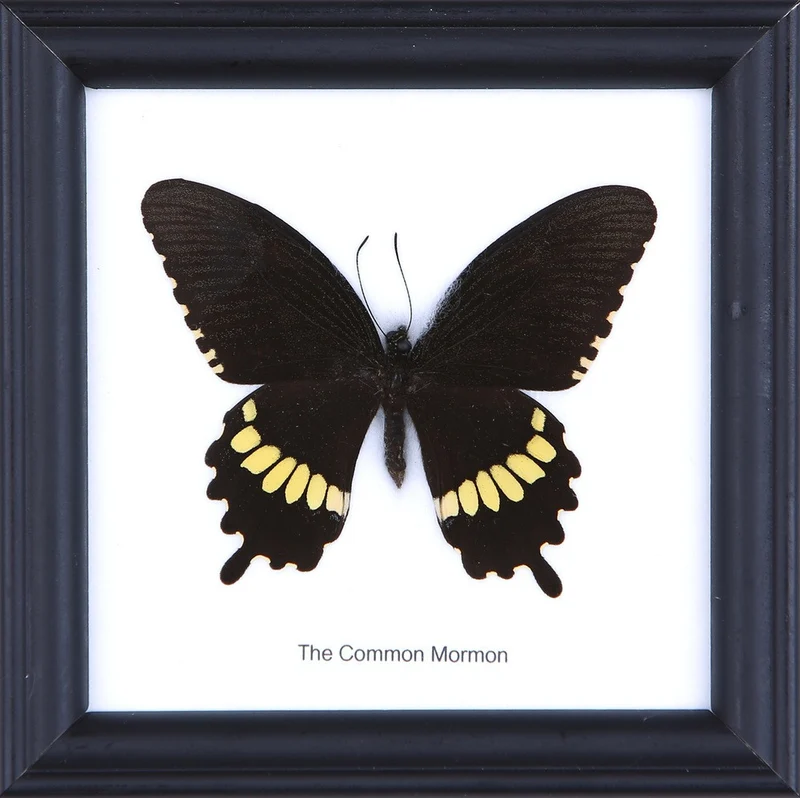 Common Mormon Butterfly Framed Display — Papilio polytes — 5×5 in