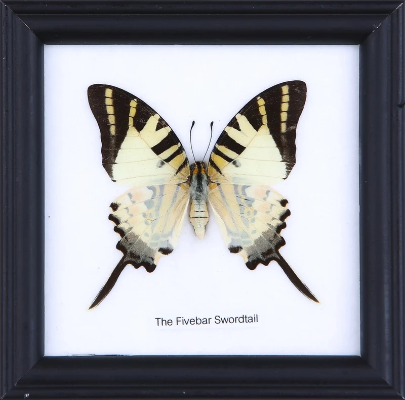 The Five-bar Swordtail (Graphium antiphates) Real Framed Butterfly Mounted Under Glass 5 x 5 In