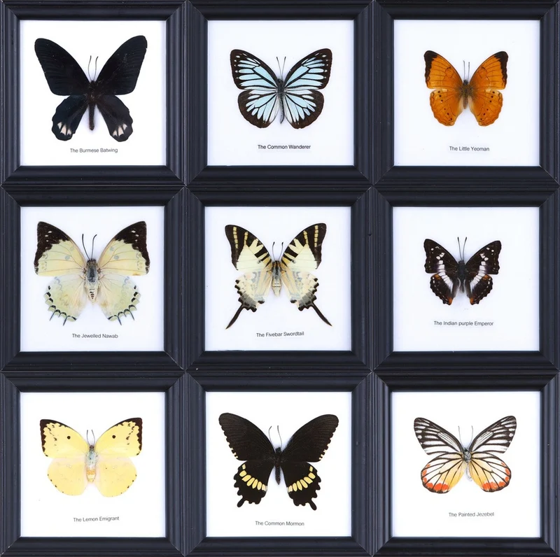 9-Piece Framed Butterfly Wall Collection - Special Offer | Museum-Quality Display Set 5x5 Inches