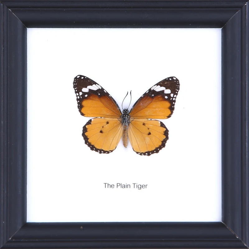 9-Piece Framed Butterfly Wall Collection - Special Offer | Museum-Quality Display Set 5x5 Inches