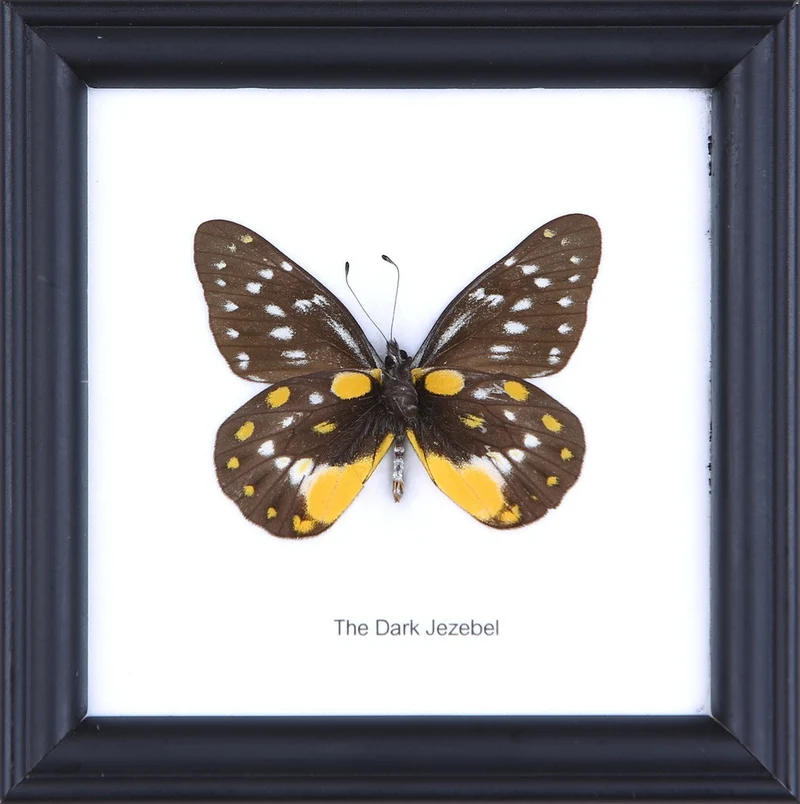 9-Piece Framed Butterfly Wall Collection - Special Offer | Museum-Quality Display Set 5x5 Inches