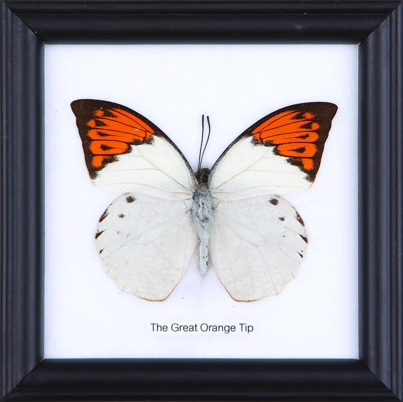9-Piece Framed Butterfly Wall Collection - Special Offer | Museum-Quality Display Set 5x5 Inches