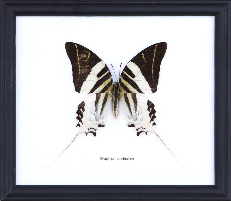 The Giant Swordtail Butterfly (Graphium androcles) Real Framed Specimen Mounted Under Glass 8 x 7 In