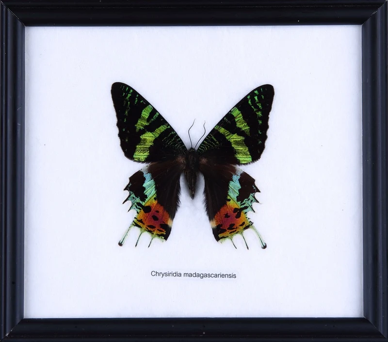 Madagascan Sunset Moth Framed Display - Museum Quality Specimen