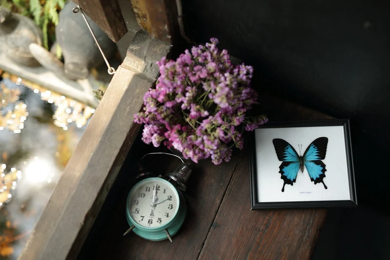 Papilio ulysses Blue Swallowtail Butterfly - Framed Museum Specimen 8x7"