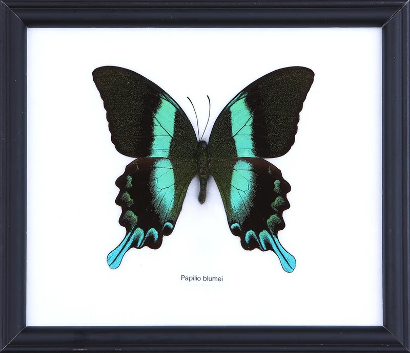 The Green Swallowtail Butterfly (Papilio blumei) Real Framed Specimen Mounted Under Glass 8 x 7 In