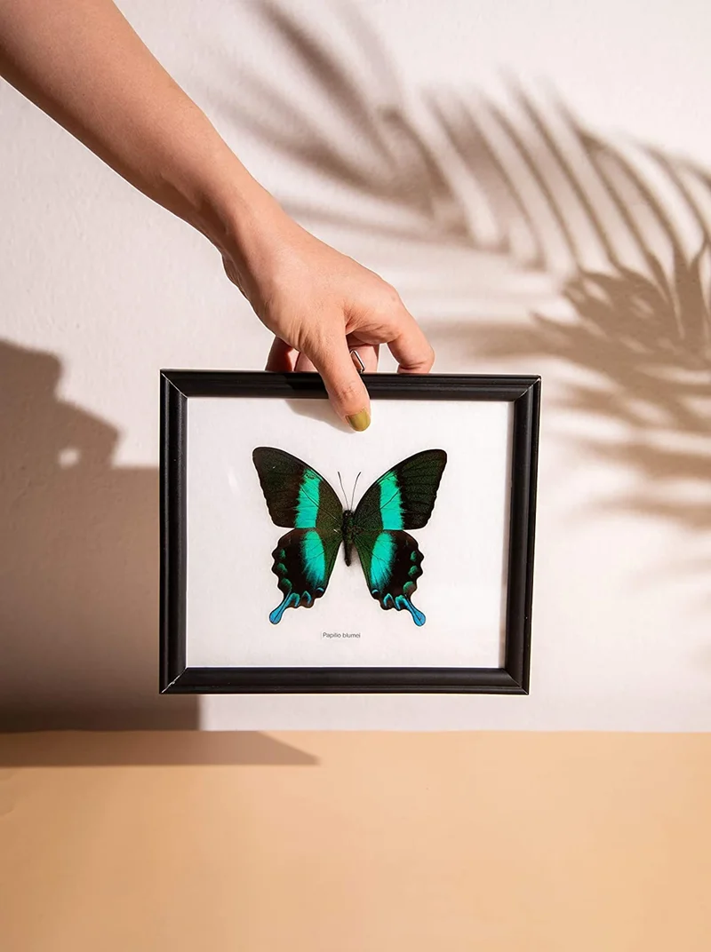 The Green Swallowtail Butterfly (Papilio blumei) Real Framed Specimen Mounted Under Glass 8 x 7 In