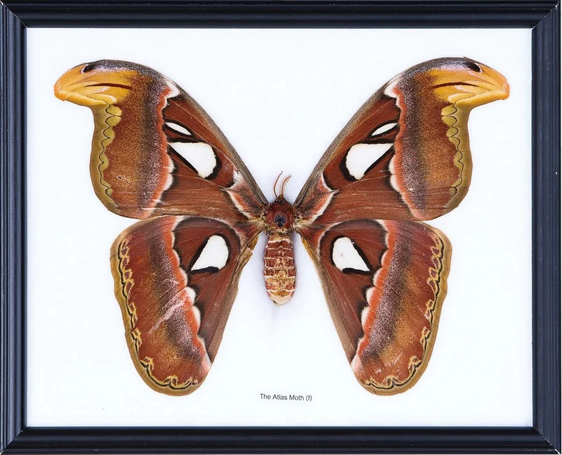 Giant Atlas Moth Framed Display | Attacus atlas Real Specimen 11x8 inch