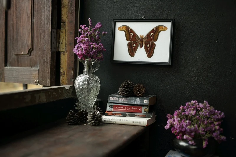 Giant Atlas Moth Framed Display | Attacus atlas Real Specimen 11x8 inch