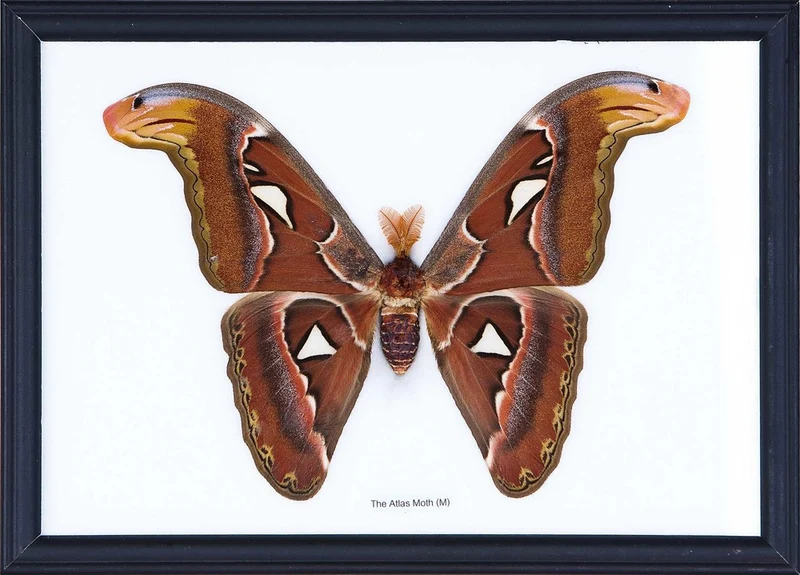 Giant Atlas Moth Framed Display | Attacus atlas Real Specimen 11x8 inch