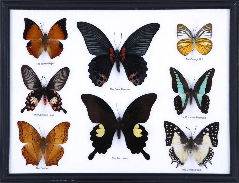 Mystery Framed Butterflies | 8 Real Specimens Display 12.5x10 inch