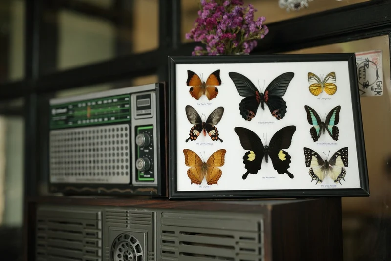 Mystery Framed Butterflies | 8 Real Specimens Display 12.5x10 inch