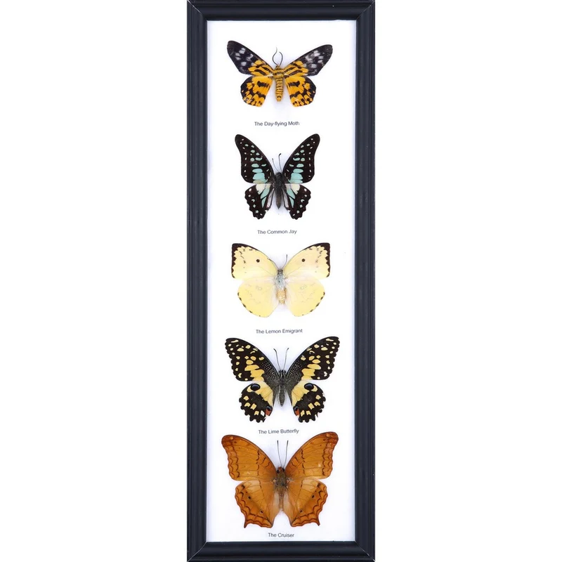 Mystery Framed Butterflies | 5 Real Specimens Display 18x6 inch