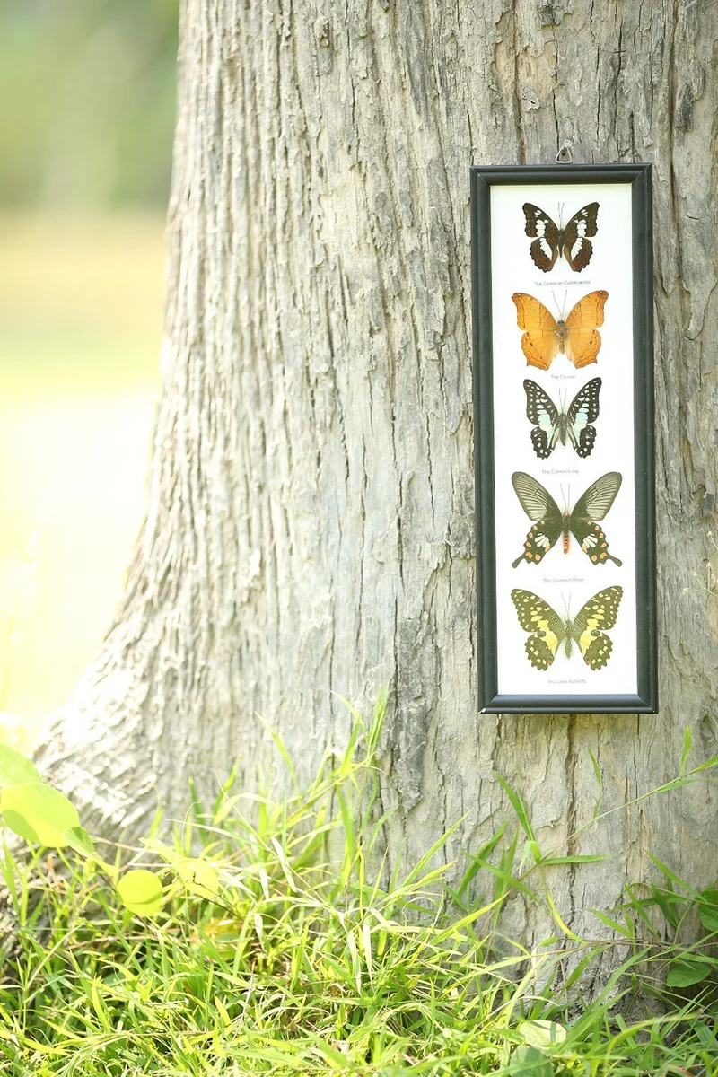 Mystery Framed Butterflies | 5 Real Specimens Display 18x6 inch