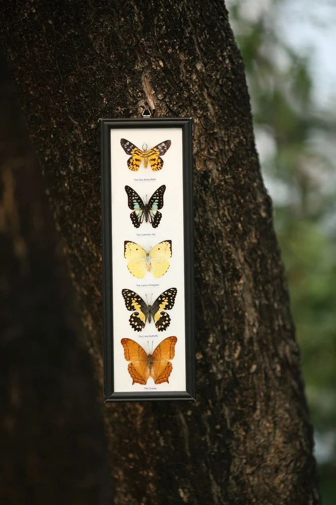 Mystery Framed Butterflies | 5 Real Specimens Display 18x6 inch