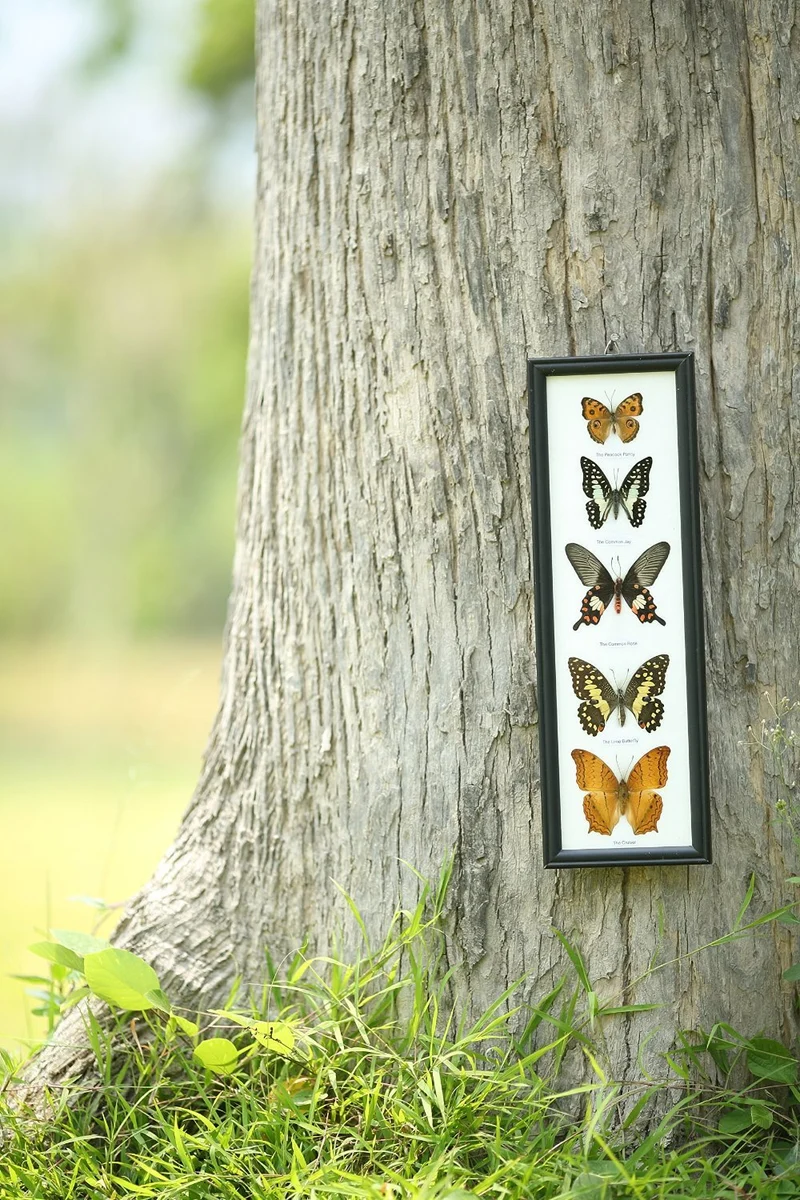 Mystery Framed Butterflies | 5 Real Specimens Display 18x6 inch