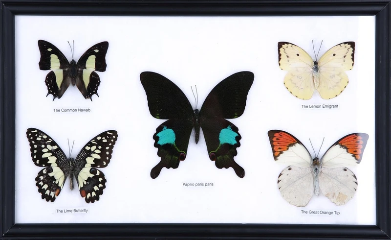 Five Mystery Framed Butterflies Real Framed Specimens Mounted Under Glass 9 x 13 In