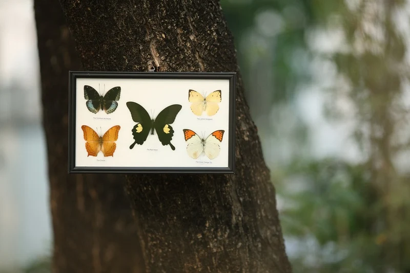 Five Mystery Framed Butterflies Real Framed Specimens Mounted Under Glass 9 x 13 In