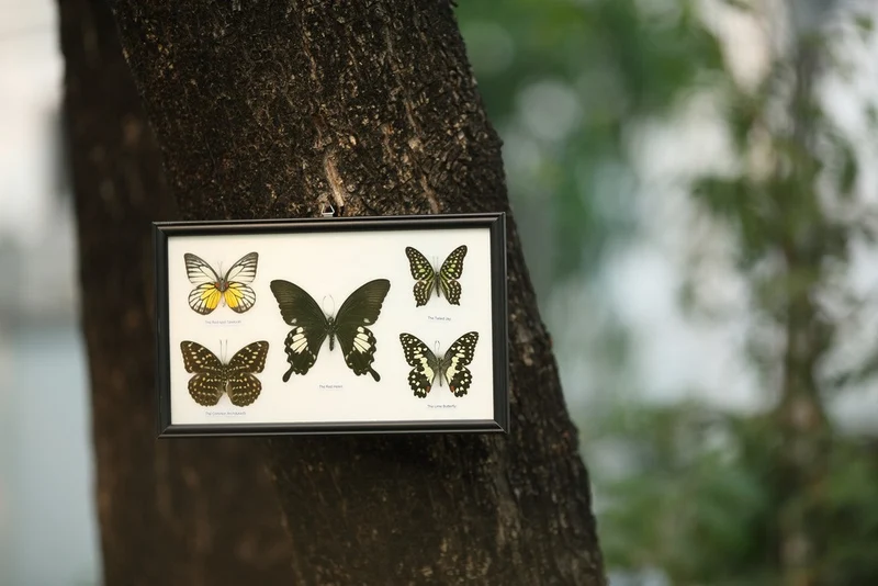 Five Mystery Framed Butterflies Real Framed Specimens Mounted Under Glass 9 x 13 In