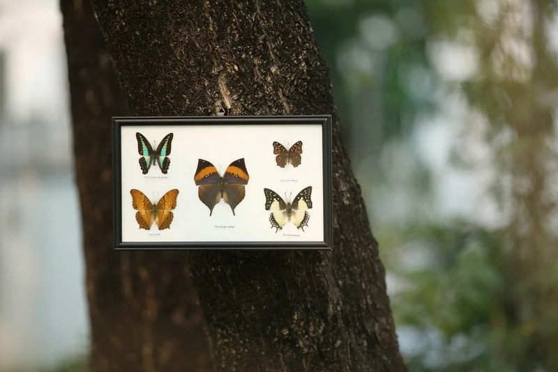 Five Mystery Framed Butterflies Real Framed Specimens Mounted Under Glass 9 x 13 In