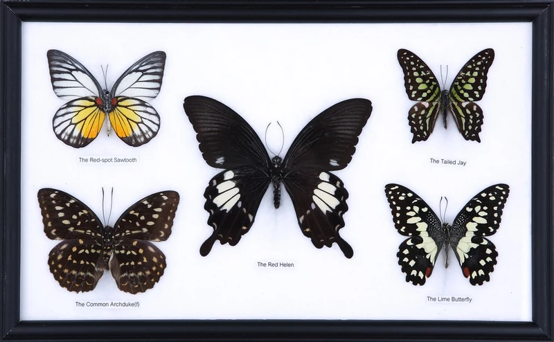 Five Mystery Framed Butterflies Real Framed Specimens Mounted Under Glass 9 x 13 In