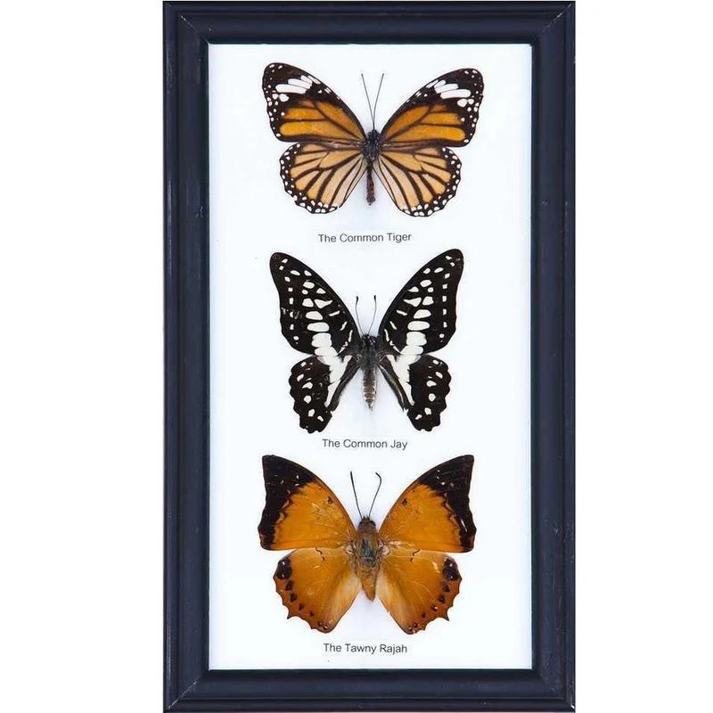 Three Mystery Framed Butterflies | Real Specimens Mounted Under Glass | 9×5 In Gift Boxed