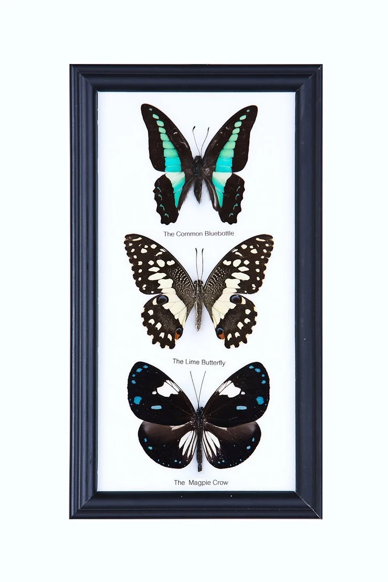 Three Mystery Framed Butterflies | Real Specimens Mounted Under Glass | 9×5 In Gift Boxed