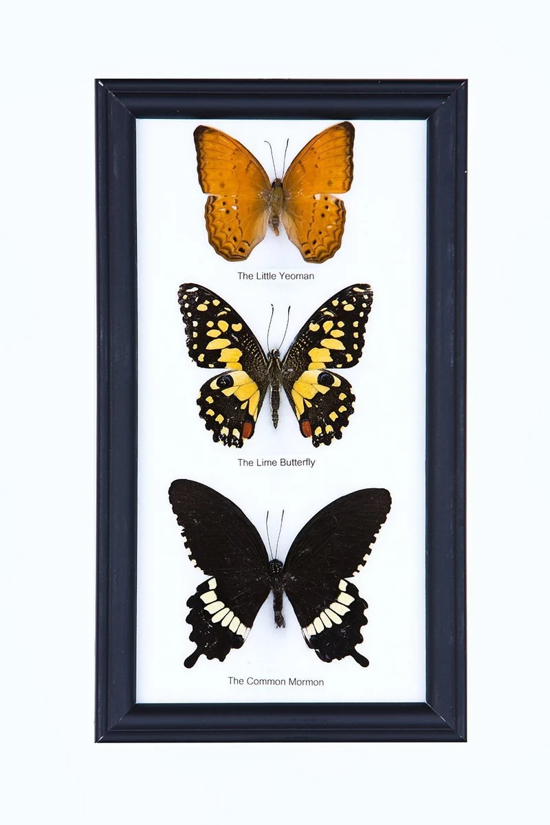 Three Mystery Framed Butterflies | Real Specimens Mounted Under Glass | 9×5 In Gift Boxed