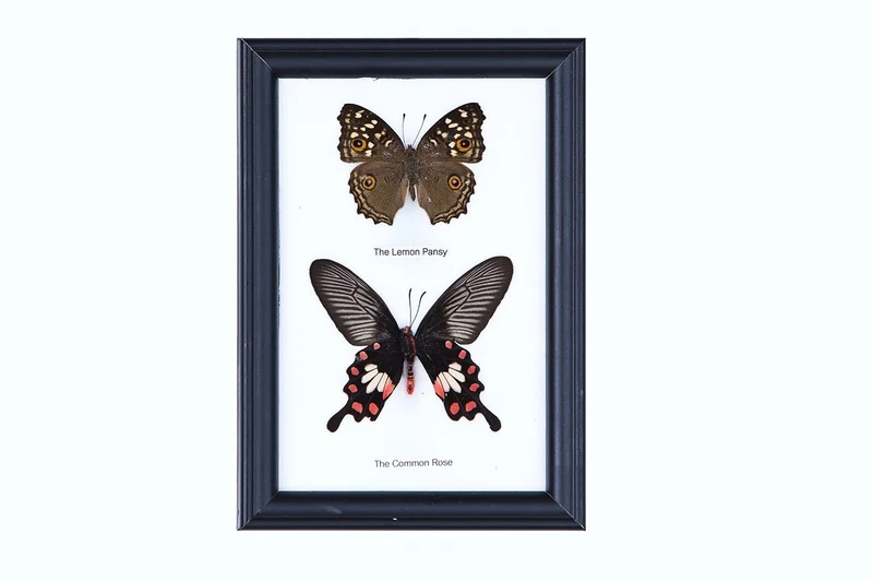 Two Mystery Framed Butterflies Real Framed Butterflies Mounted Under Glass 7 x 5 In